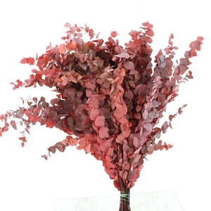 Pres Stuartiana Autumn Red