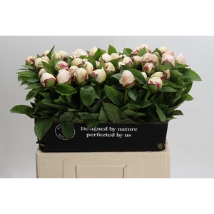 Paeonia Ivory Escort