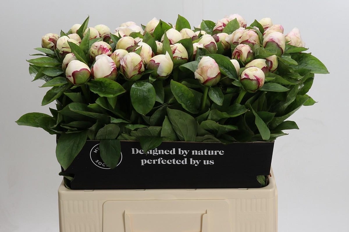 Paeonia Ivory Escort