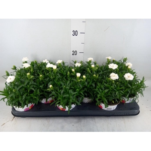 Dianthus  'Oscar Purple Wings'