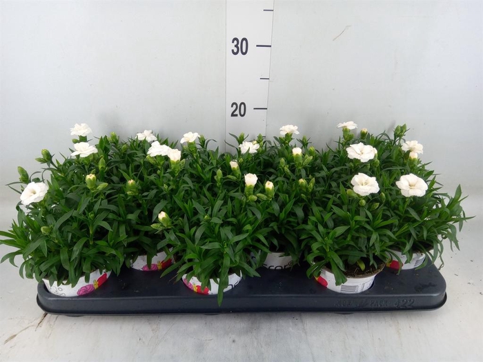 <h4>Dianthus  'Oscar Purple Wings'</h4>