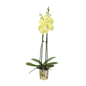 Potcover I Am Yellow Phal I Am Yellow 2T14+