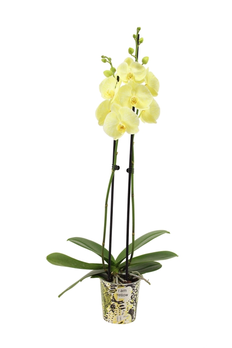 <h4>Potcover I Am Yellow Phal I Am Yellow 2T14+</h4>