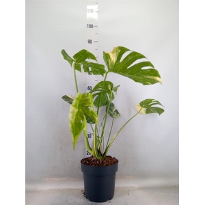 Monstera delic. 'Thai Constellatio'