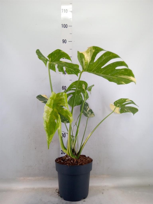 <h4>Monstera delic. 'Thai Constellatio'</h4>