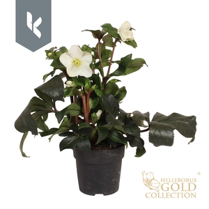 HGC Helleborus Ice N Roses White
