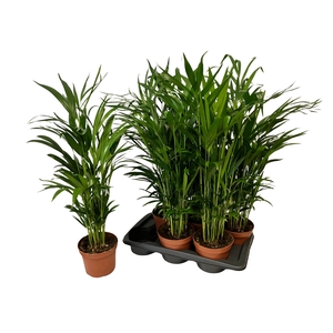 DYPSIS LUTESCENS