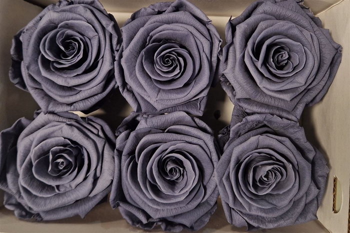 Ro Pres Classic Graphite