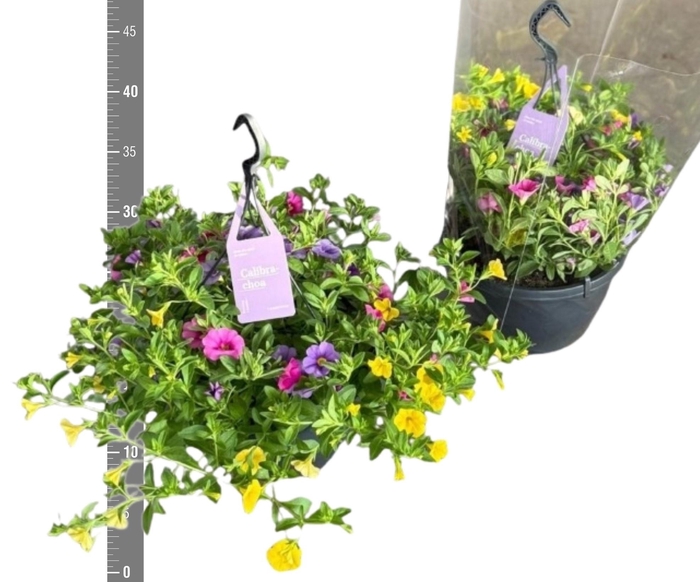 <h4>CALIB TR TRICOLORE</h4>