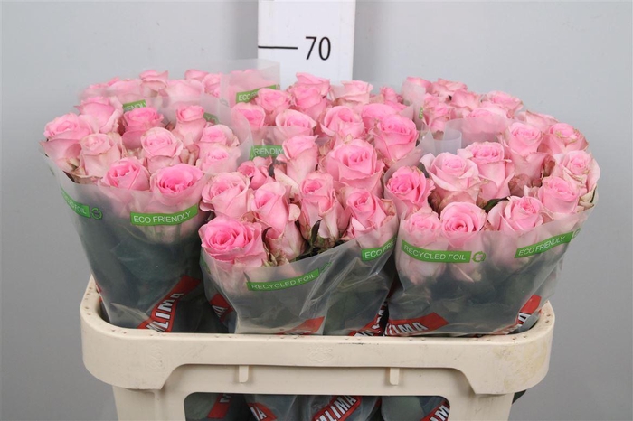 <h4>R Gr Jessika</h4>