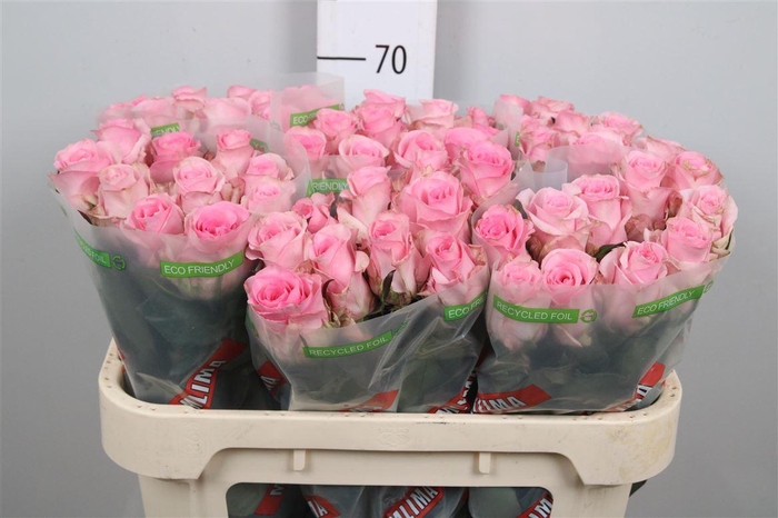 <h4>R Gr Jessika</h4>