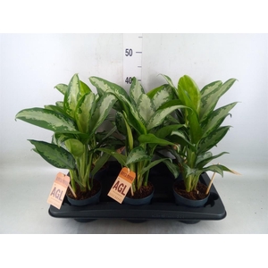 Aglaonema  'Jubilee'