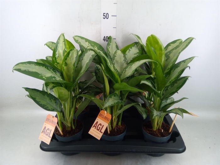<h4>Aglaonema  'Jubilee'</h4>