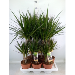 Dracaena marg.