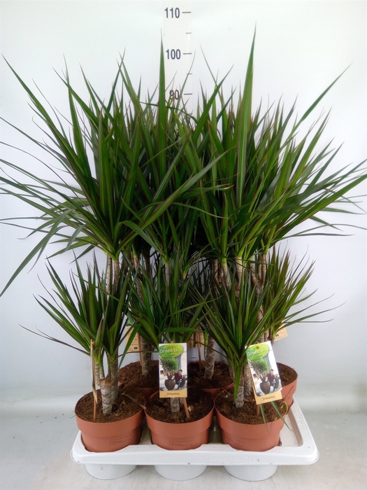 <h4>Dracaena marg.</h4>