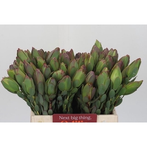 LEUCAD DISCOLOR