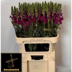 <h4>ANTIR TOULON PURPLE</h4>
