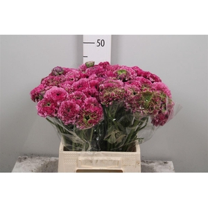 Ran Pon-pon Malva Ex