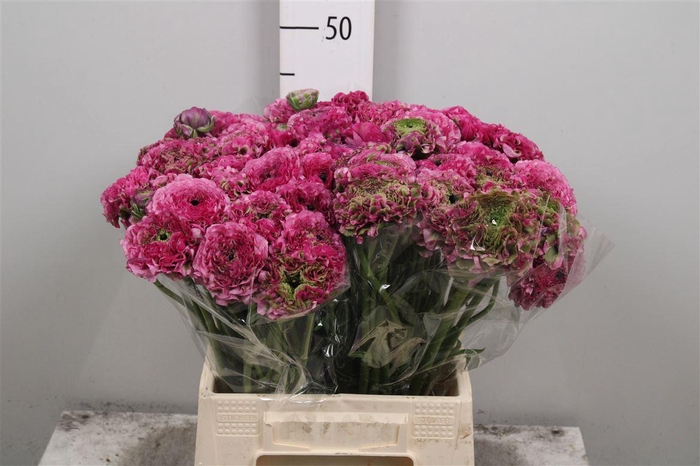 <h4>Ran Pon-pon Malva Ex</h4>