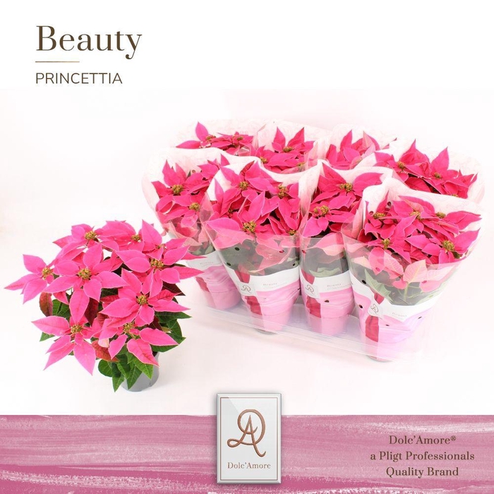<h4>Princettia Dark Pink P12 Dolc'Amore® Beauty</h4>