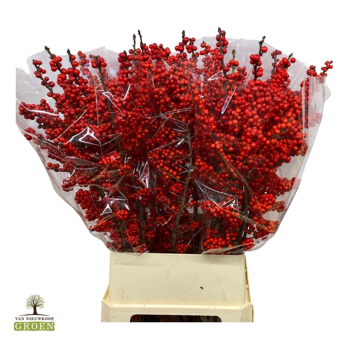 <h4>ILEX VE RODE BES</h4>