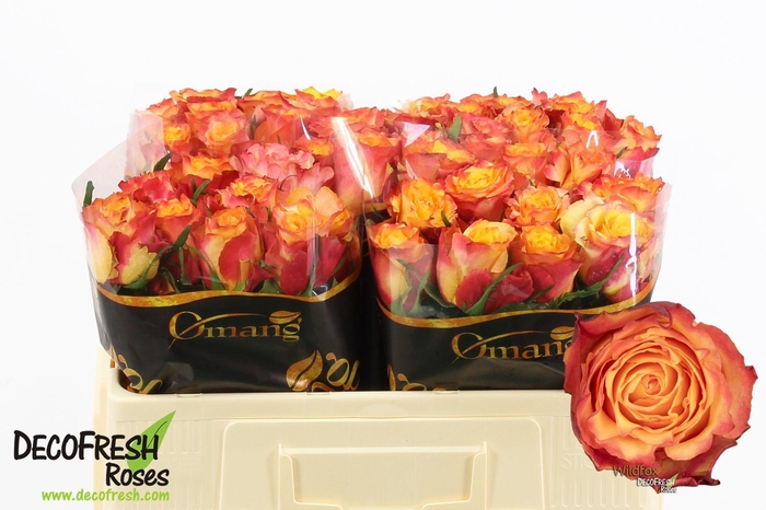 <h4>R Gr WildFox</h4>