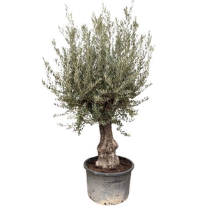 Olea europea P90 stam