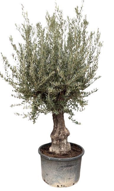 <h4>Olea europea P90 stam</h4>