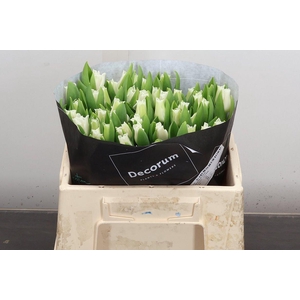 Tu Co White Libersta