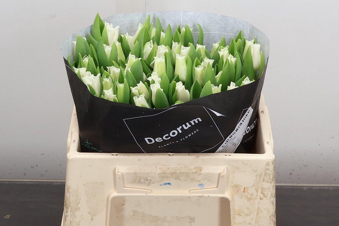 <h4>Tu Co White Libersta</h4>