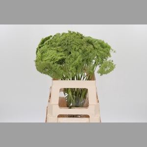 Ammi Majus Visnaga Zaad