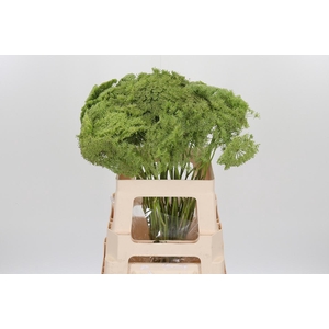 Ammi Majus Visnaga Zaad