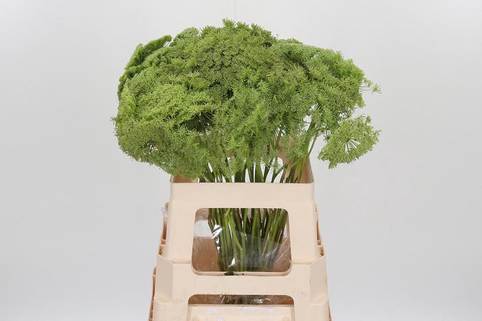 <h4>Ammi Majus Visnaga Zaad</h4>