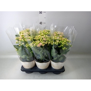 Kalanchoe  'MoreFlow Sunny Pink'