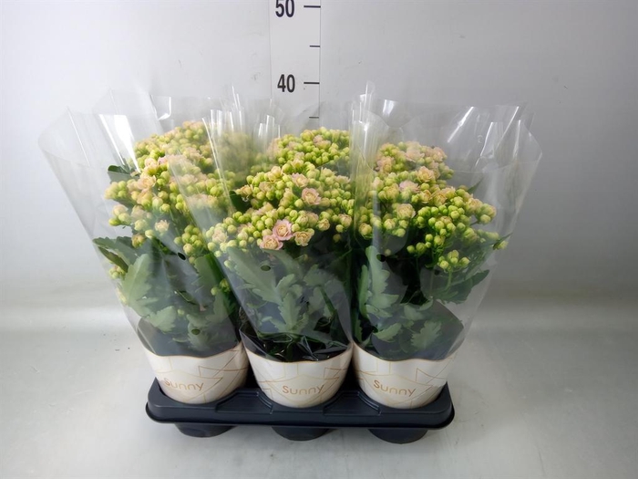 <h4>Kalanchoe 'MoreFlow Sunny Pink'</h4>