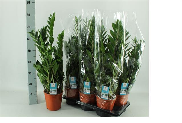 ZAMIO ZAMIIFOLIA