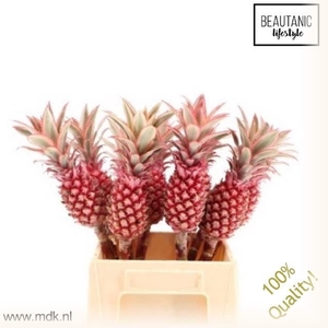 ANANAS CO PU COMPACT
