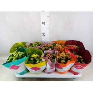 Kalanchoe blos. 'Perfecta'  ..mix 5