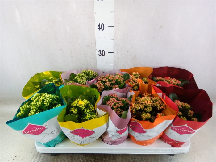 <h4>Kalanchoe blos. 'Perfecta'  ..mix 5</h4>