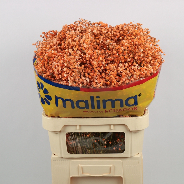 <h4>GYPS KLB H%</h4>