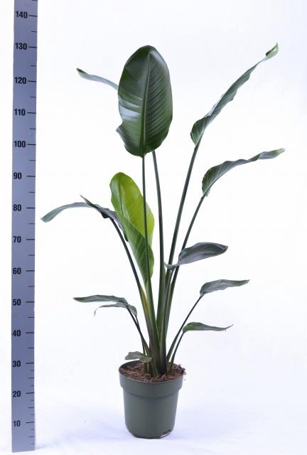 <h4>STRELITZIA NICOLAI</h4>