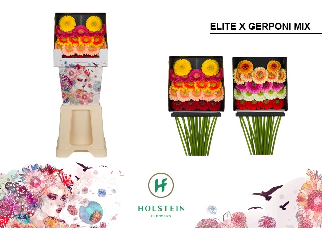 <h4>GE MI Elite x Gerponi Mix diamond x80</h4>