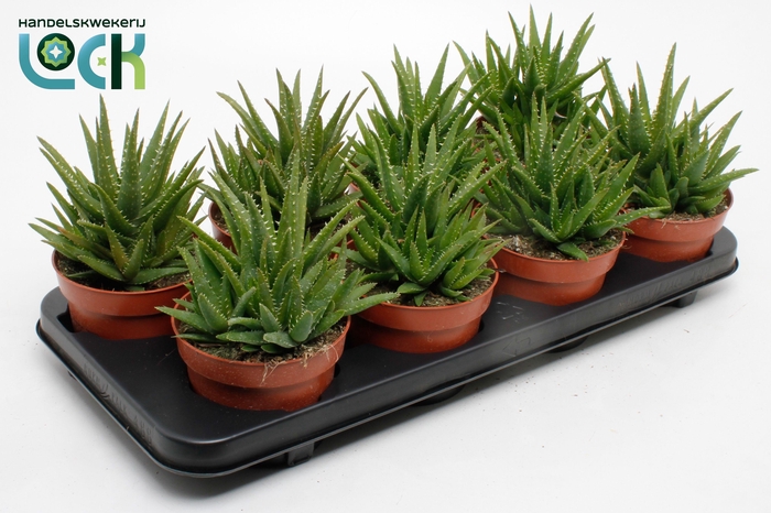 <h4>Aloe Vera Verini</h4>