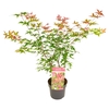 Acer palm. Beni Maiko