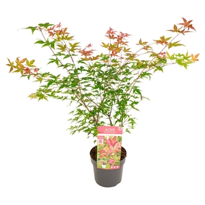 Acer palm. Beni Maiko