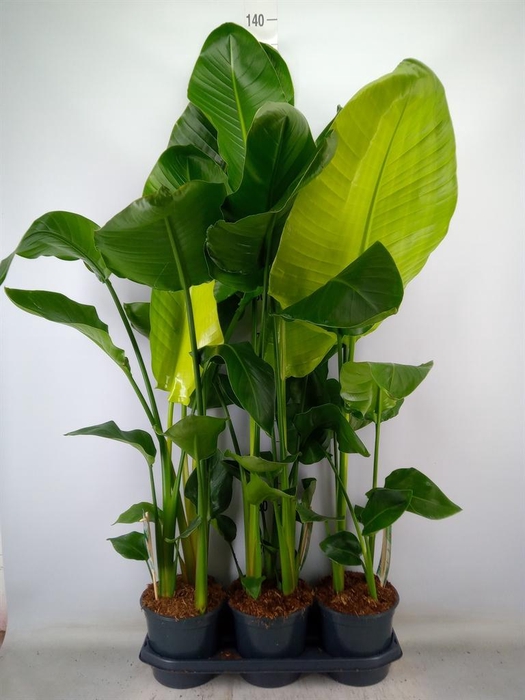 <h4>Strelitzia nicolai</h4>