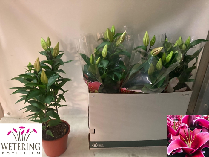 <h4>LIL OR SUNNY KEYS</h4>