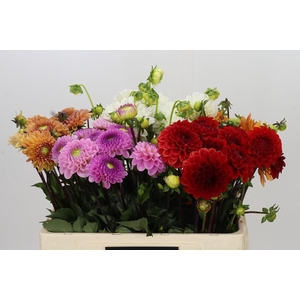Dahlia Gemengd in fust