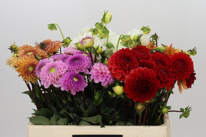 <h4>Dahlia Gemengd in fust</h4>