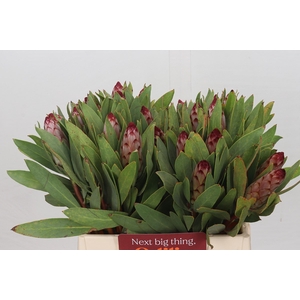 Protea Robijn